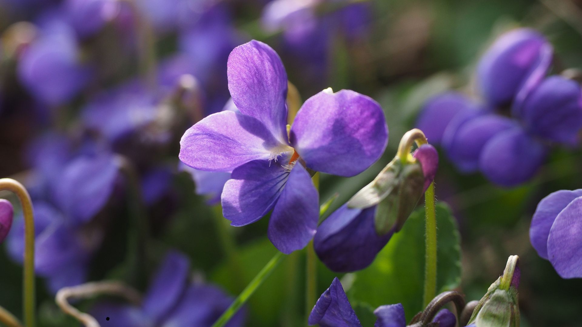 Violets (Viola sororia) 